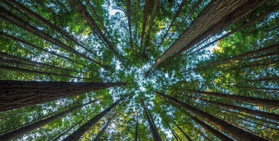 trees in a forest